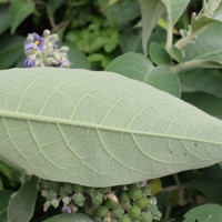 Solanum mauritianum Scop.